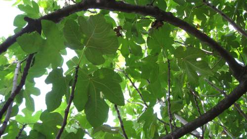 fig canopy