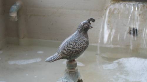 quail spigot